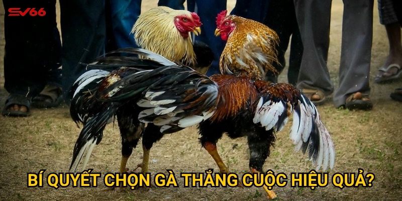 Tại sao cá độ đá gà campuchia lại được ưa chuộng tại SV66? 3 Bí quyết chọn gà thắng cuộc hiệu quả?