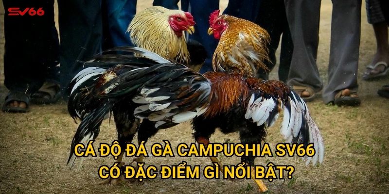 Tại sao cá độ đá gà campuchia lại được ưa chuộng tại SV66? 2 Cá độ đá gà Campuchia SV66 có đặc điểm gì nổi bật?