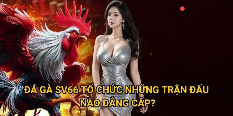Tại sao đá gà SV66 lại được yêu thích đến vậy trong cộng đồng? 1 Đá gà SV66 tổ chức những trận đấu nào đẳng cấp?