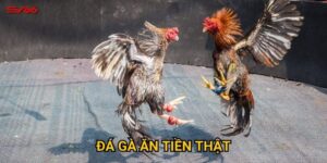 Cơ hội kiếm tiền từ đá gà ăn tiền thật tại SV66 như thế nào?