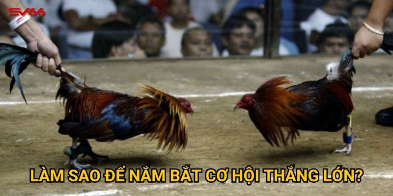 Điều gì khiến cược đá gà philippines tại SV66 trở nên đặc biệt? 3 Làm sao để nắm bắt cơ hội thắng lớn?